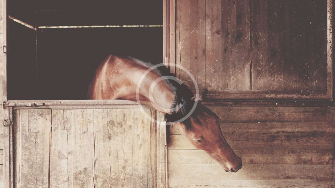 Feeding Horses For Competition